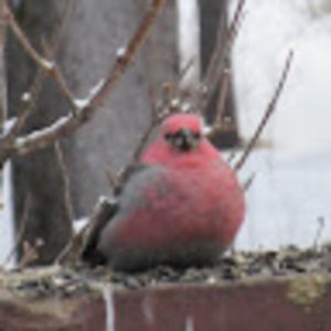 Meet your Posher, Highwaygirl